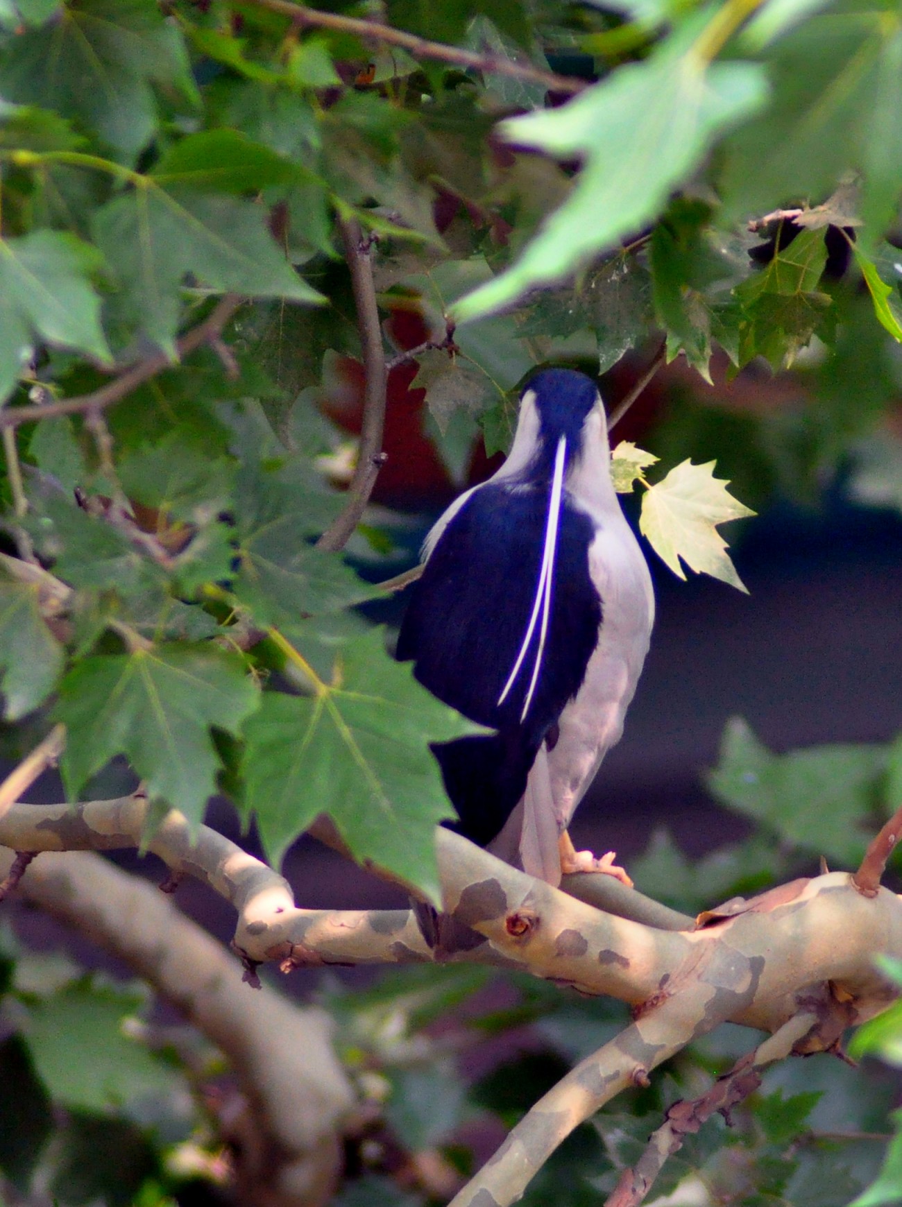 DSC_0246.JPG