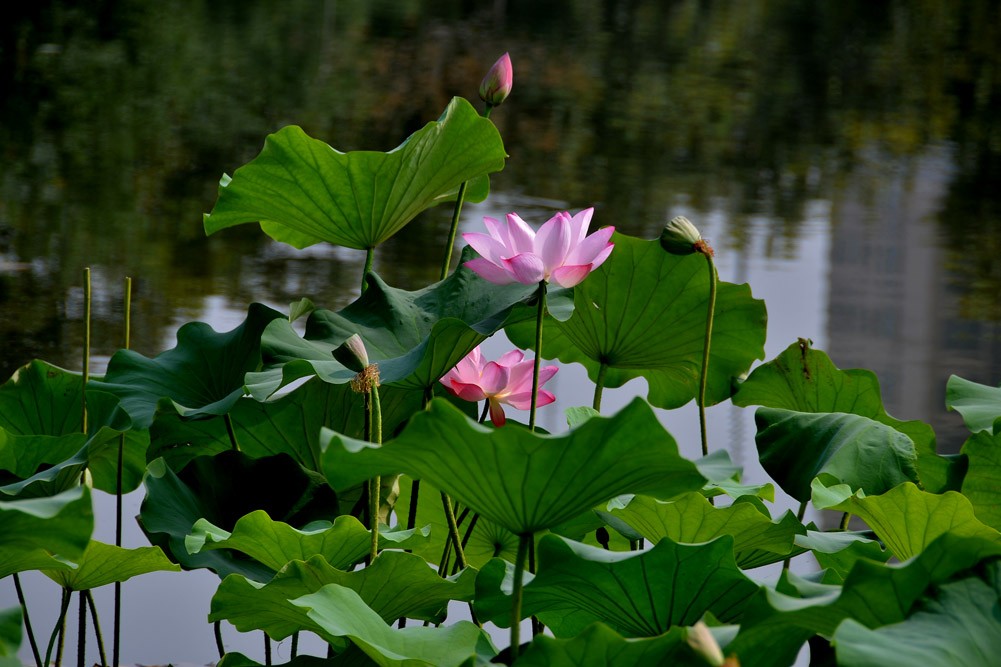 夏 荷 (15).jpg