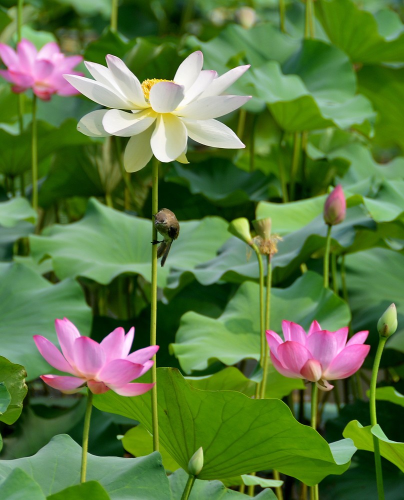 夏 荷 (30).jpg