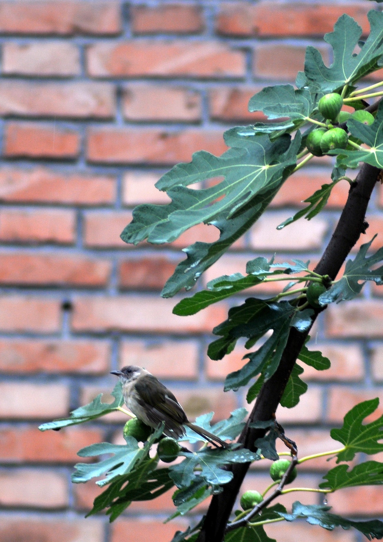 DSC_0620F.jpg
