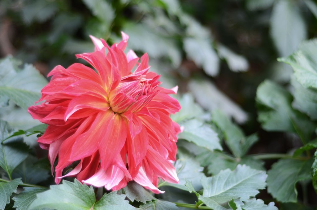 DSC_1719副本.jpg