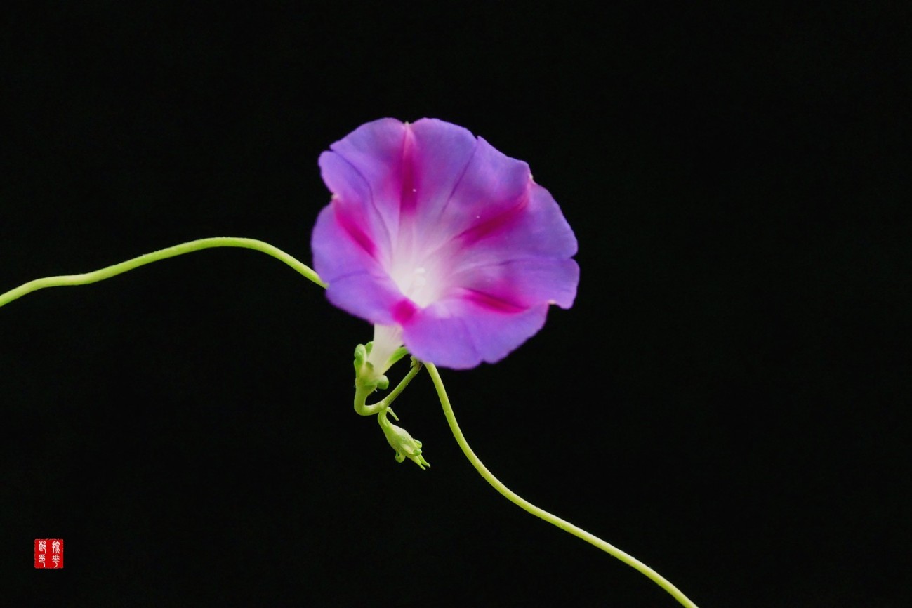 P1130041_副本兰红牵牛花小图.jpg