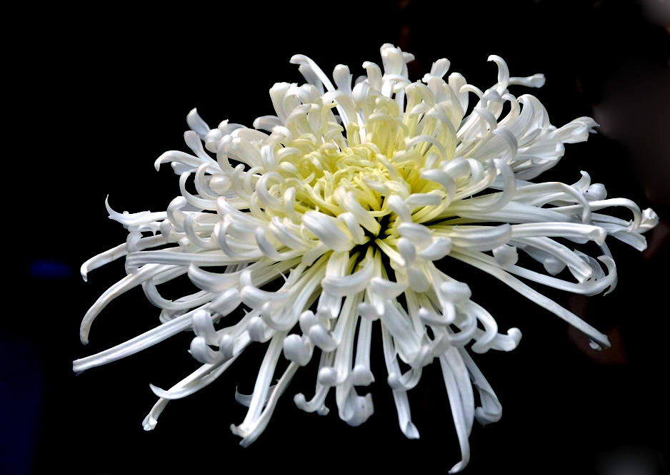 菊花展 (1).JPG