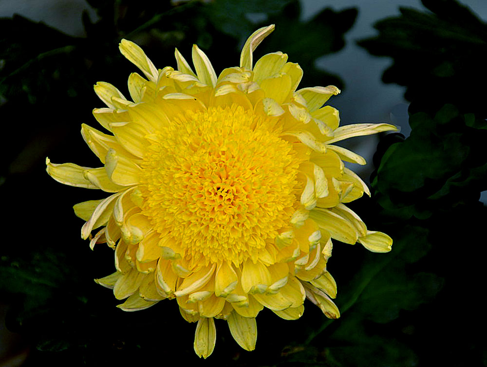 菊花展 (8).JPG