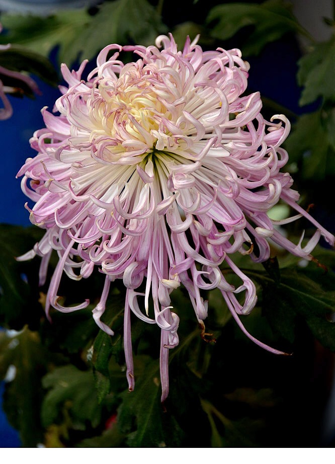 菊花展 (11).JPG