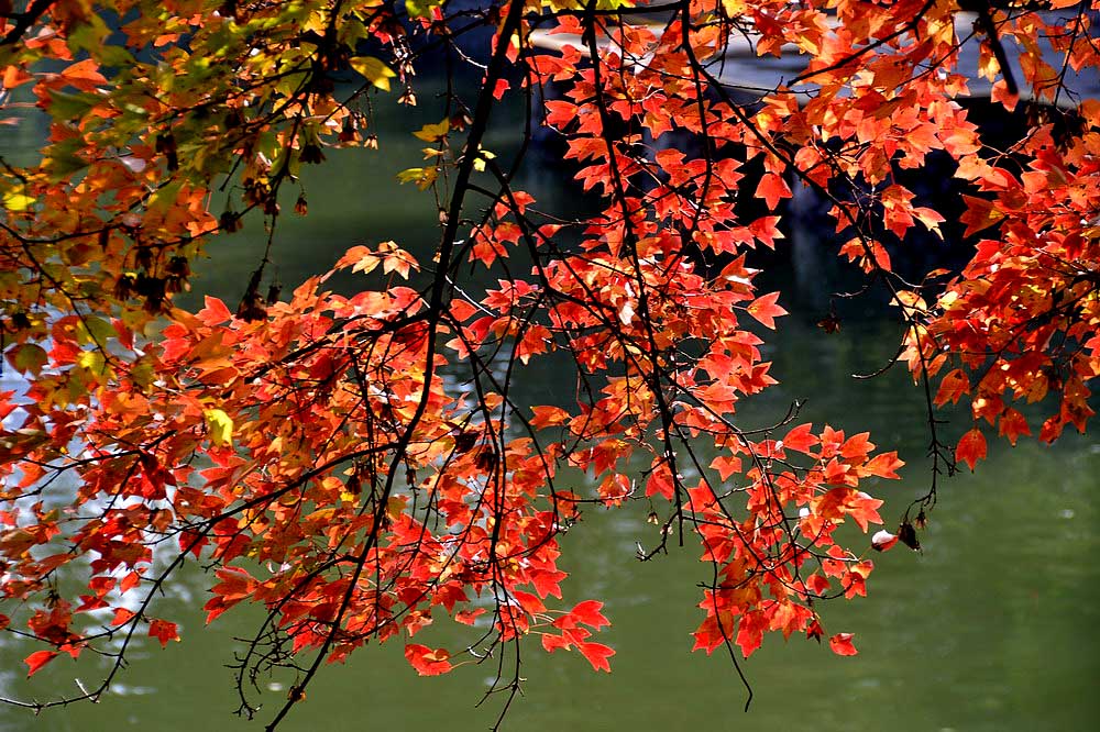 公园秋色 (2).JPG