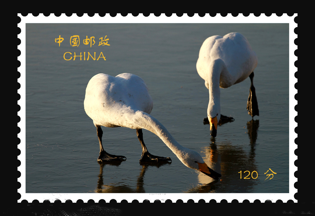 天鹅.jpg
