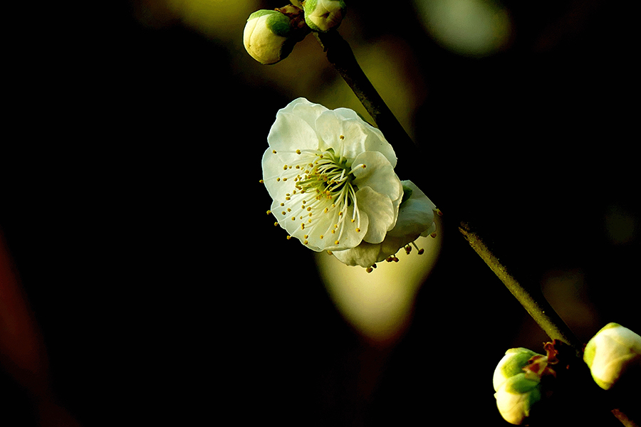 L9290760_副本.jpg