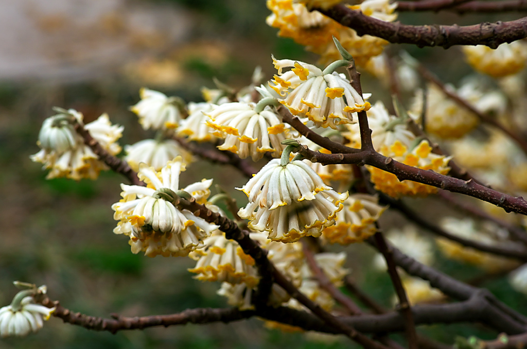 20160308-YBSP0181.jpg