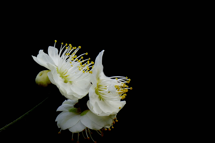 L9290796_副本.jpg