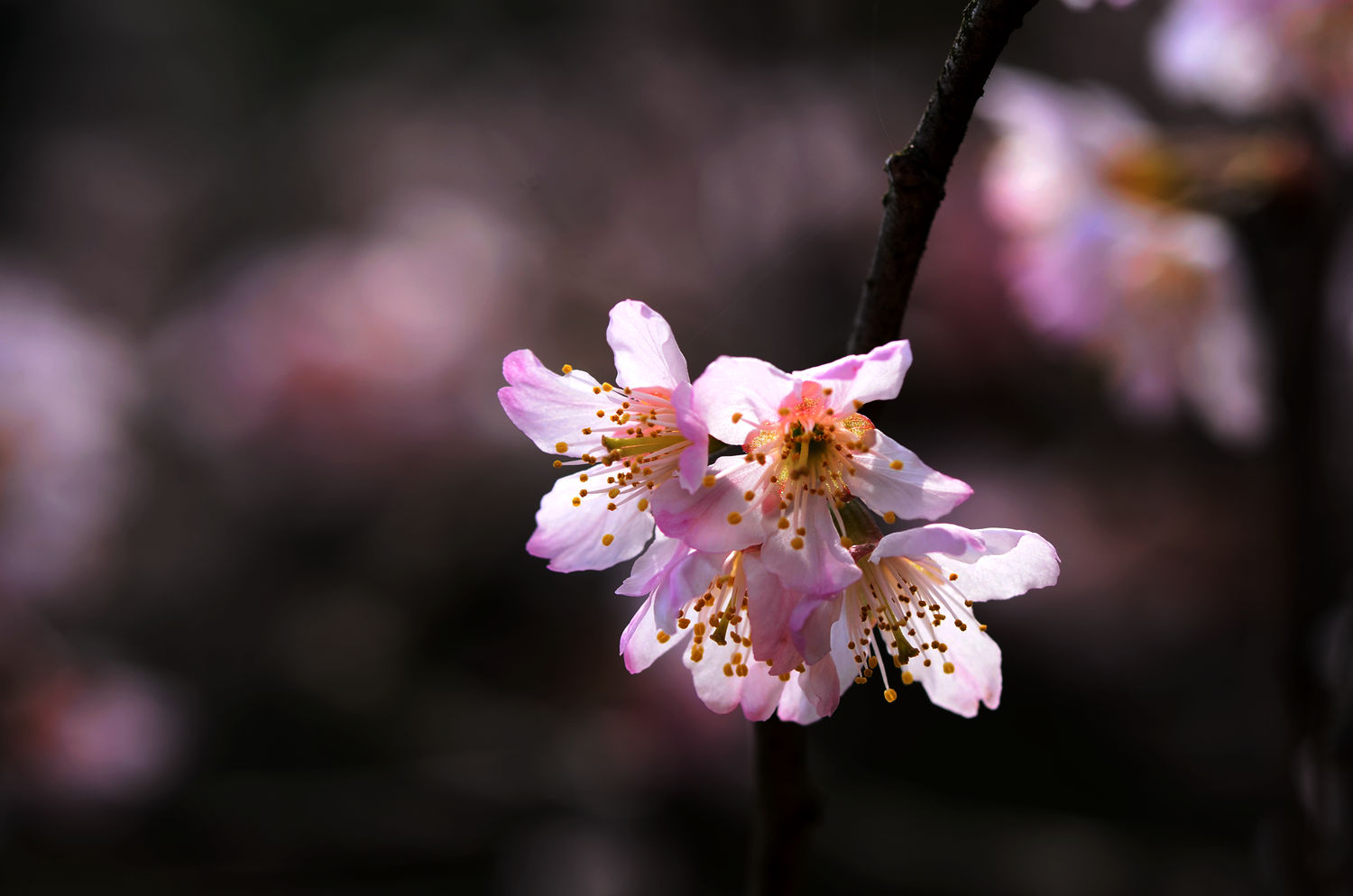 樱桃花开山雨红
