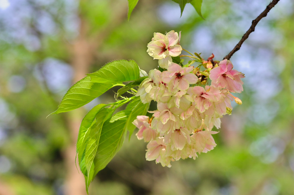 20160401-20160401_IMGP010IMGP.jpg