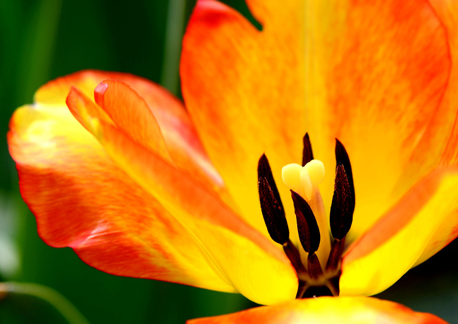 郁金香之花蕊  二