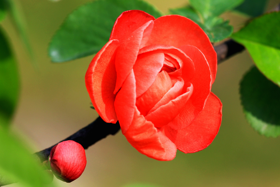 6081.jpg
