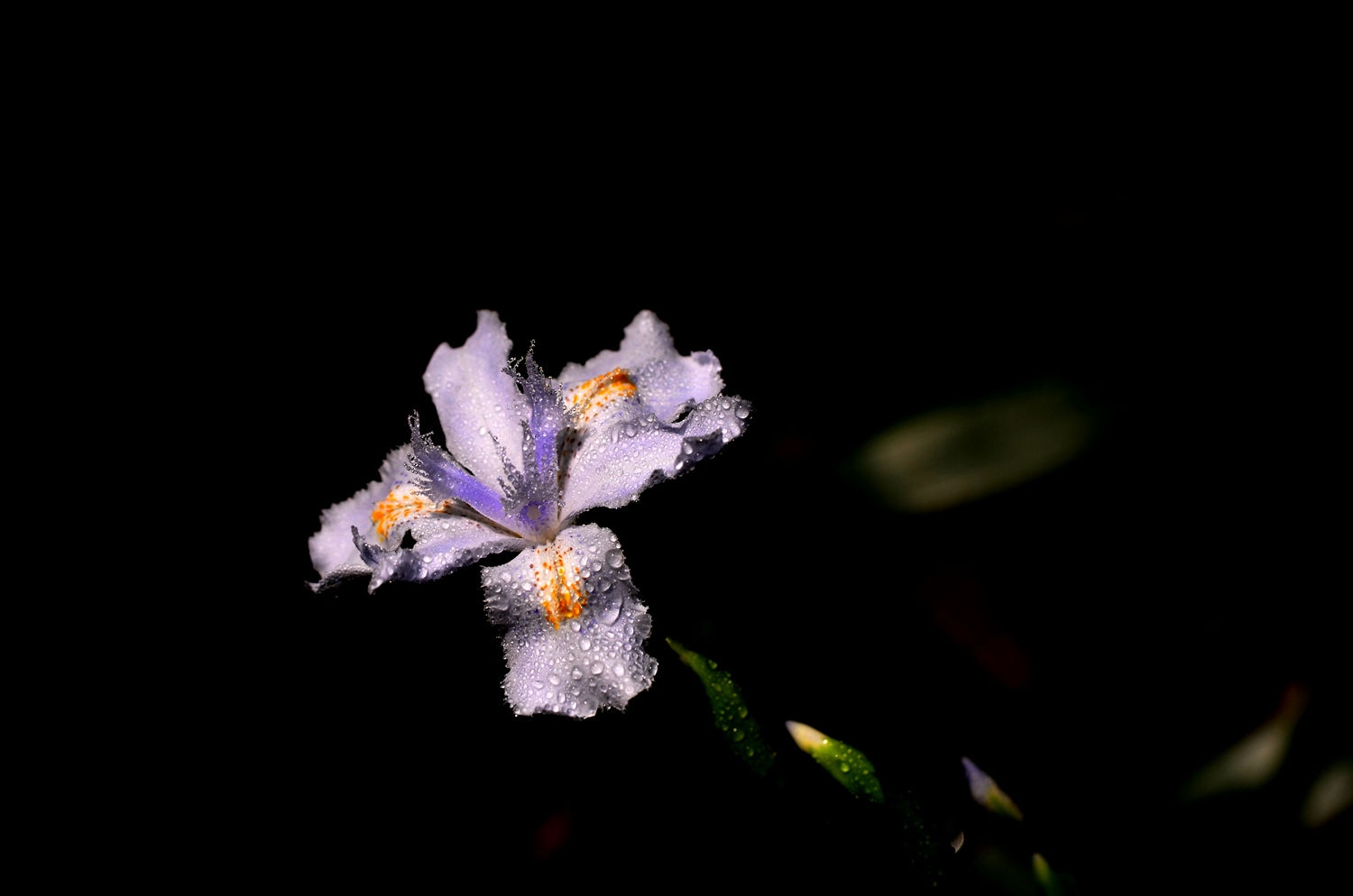 鸢尾花
