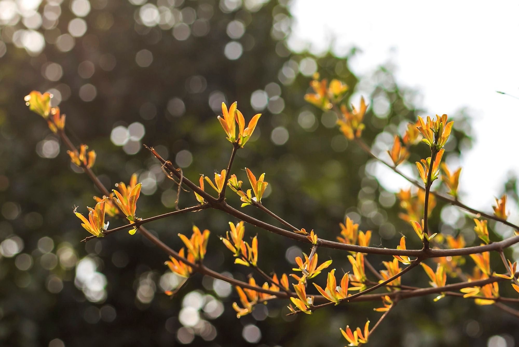 IMG_3736 裁剪_1111.jpg