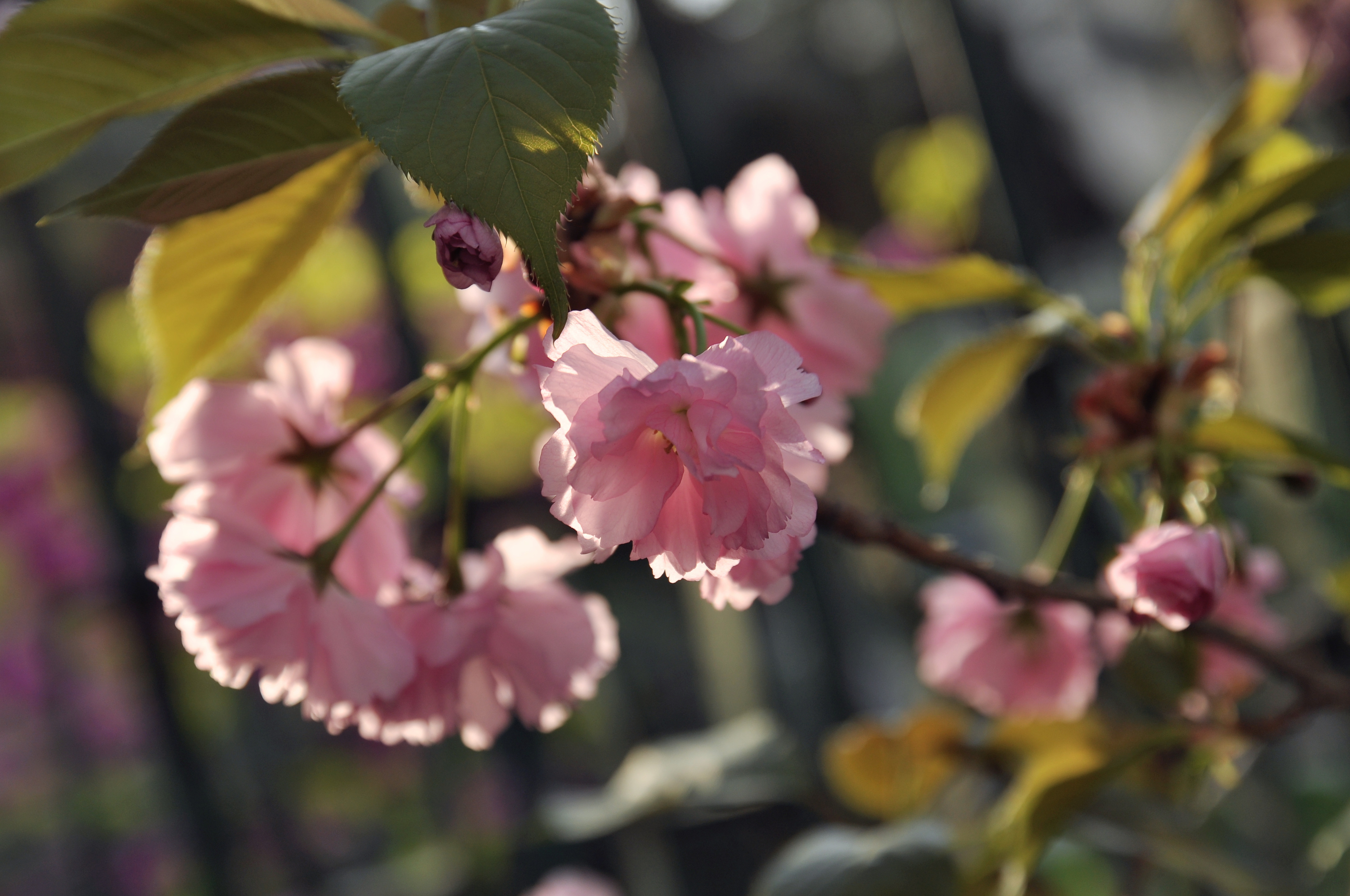 DSC_0022F.jpg