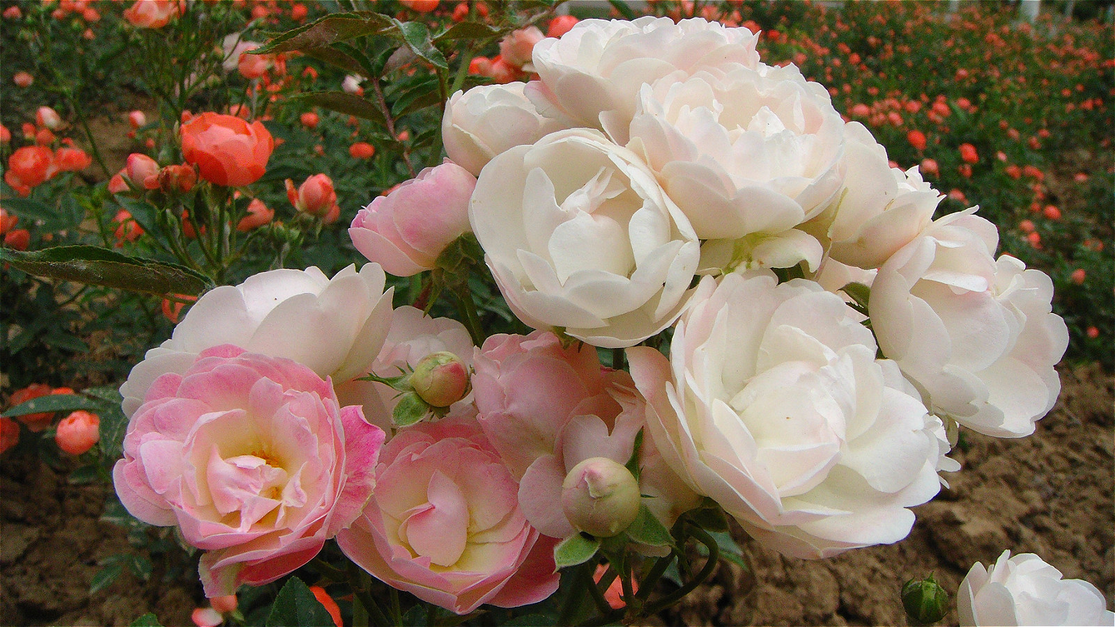 DSC01505_meitu_66.jpg