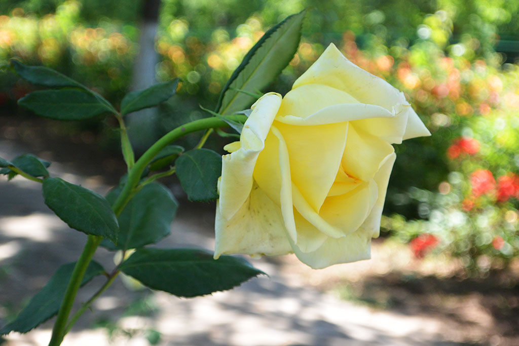 DSC_0172副本.jpg
