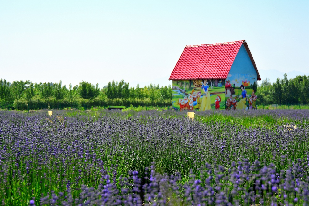 薰衣草花香 (11).jpg