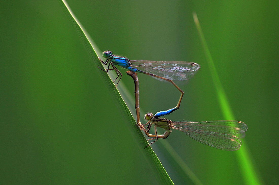 豆娘 135_副本.jpg