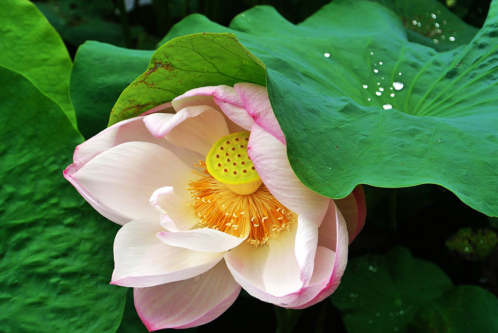 DSC_7959副本.jpg