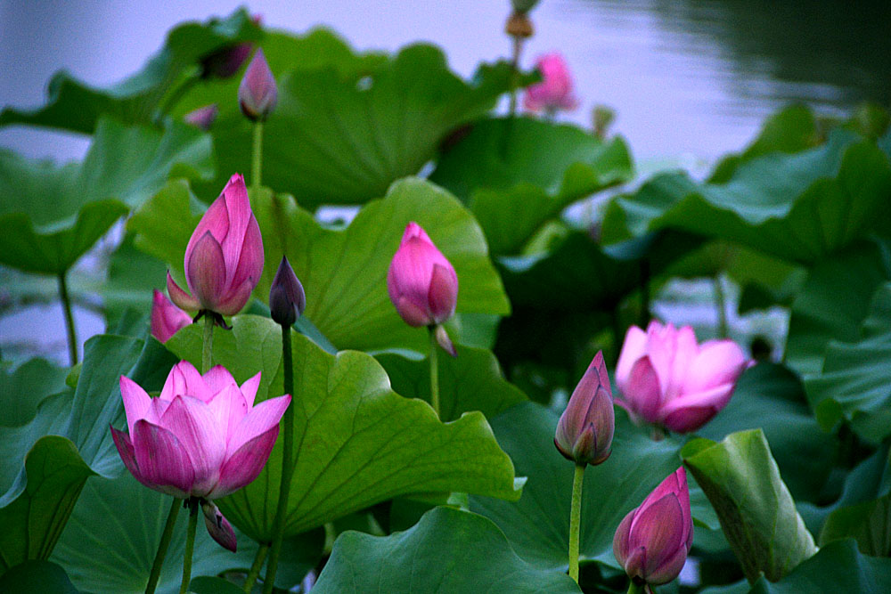 荷花 (15).jpg