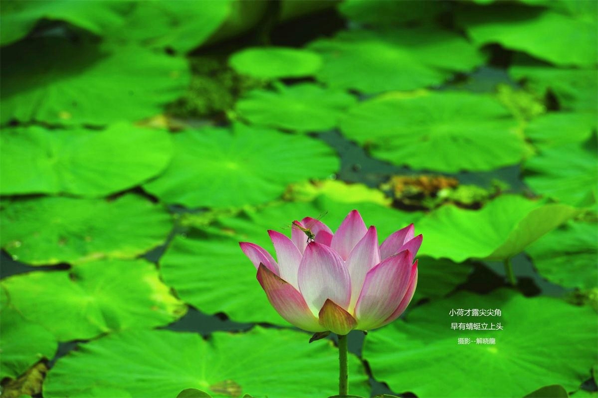_DSC5913_看图王.jpg