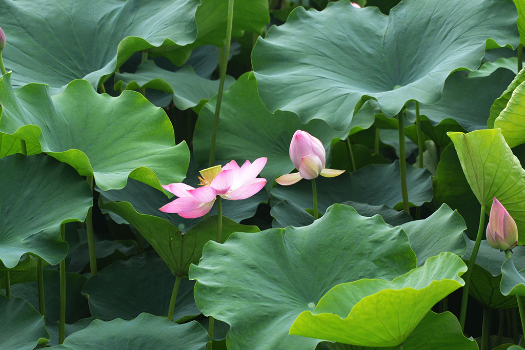 DSC_1068副本.jpg