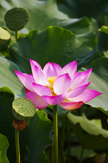 _IGP8597 - 副本.jpg