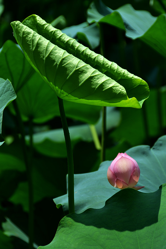 荷花 (12).jpg