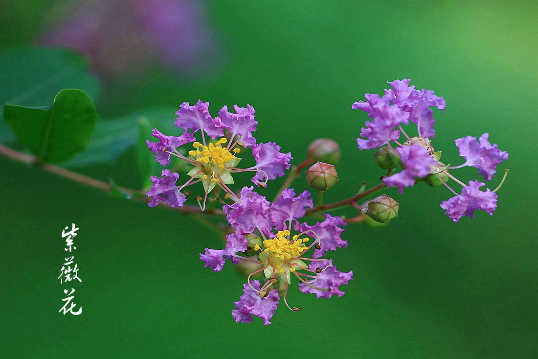 鸭跖草 010_副本.jpg