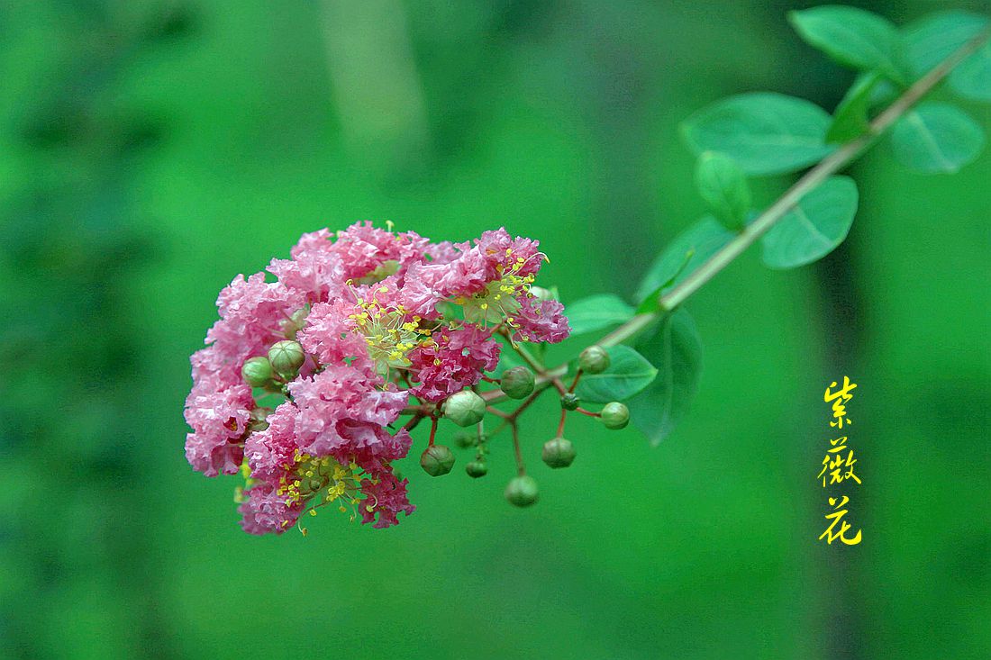 玉簪花 005_副本.jpg