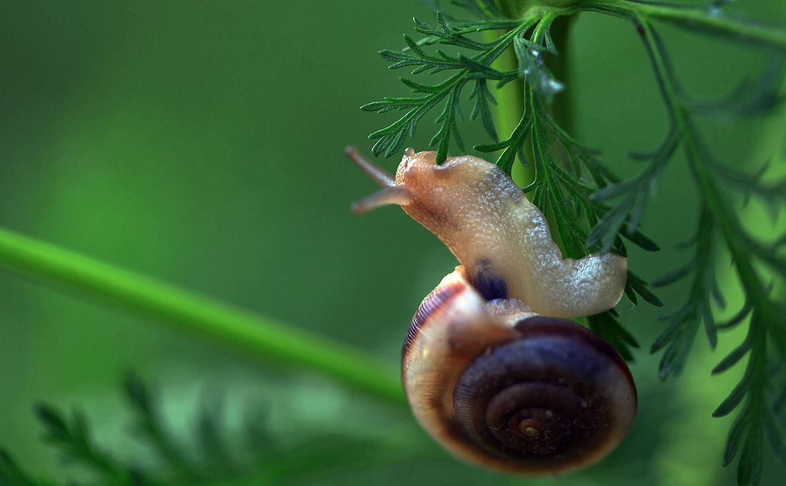 蜗牛 395_副本.jpg