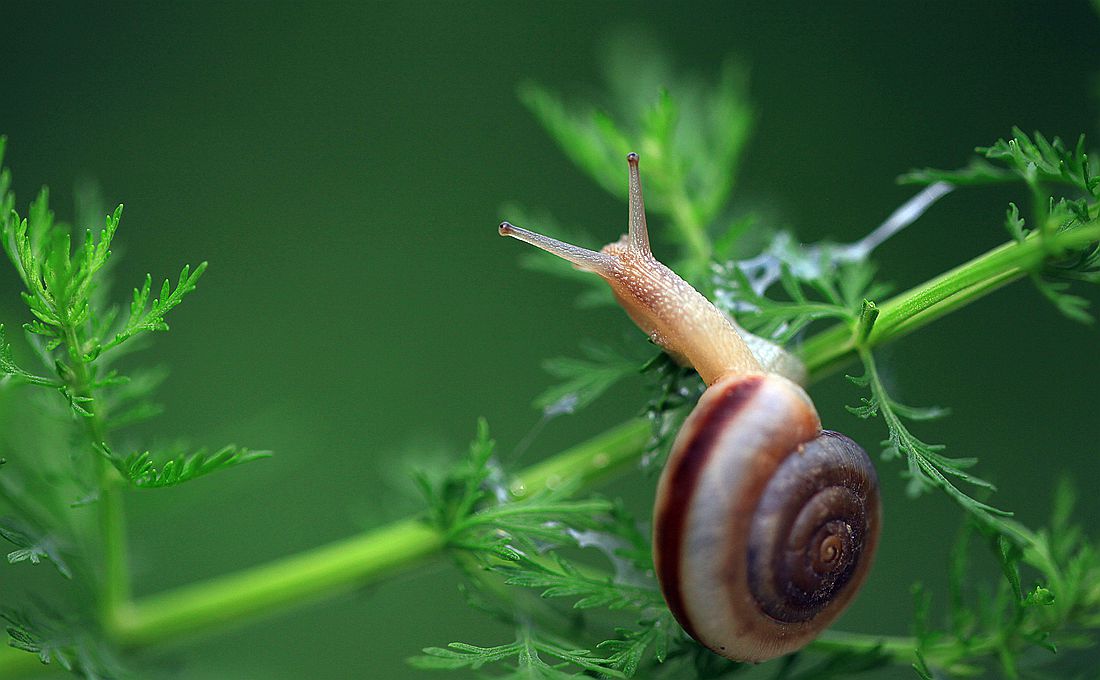 蜗牛 876_副本.jpg