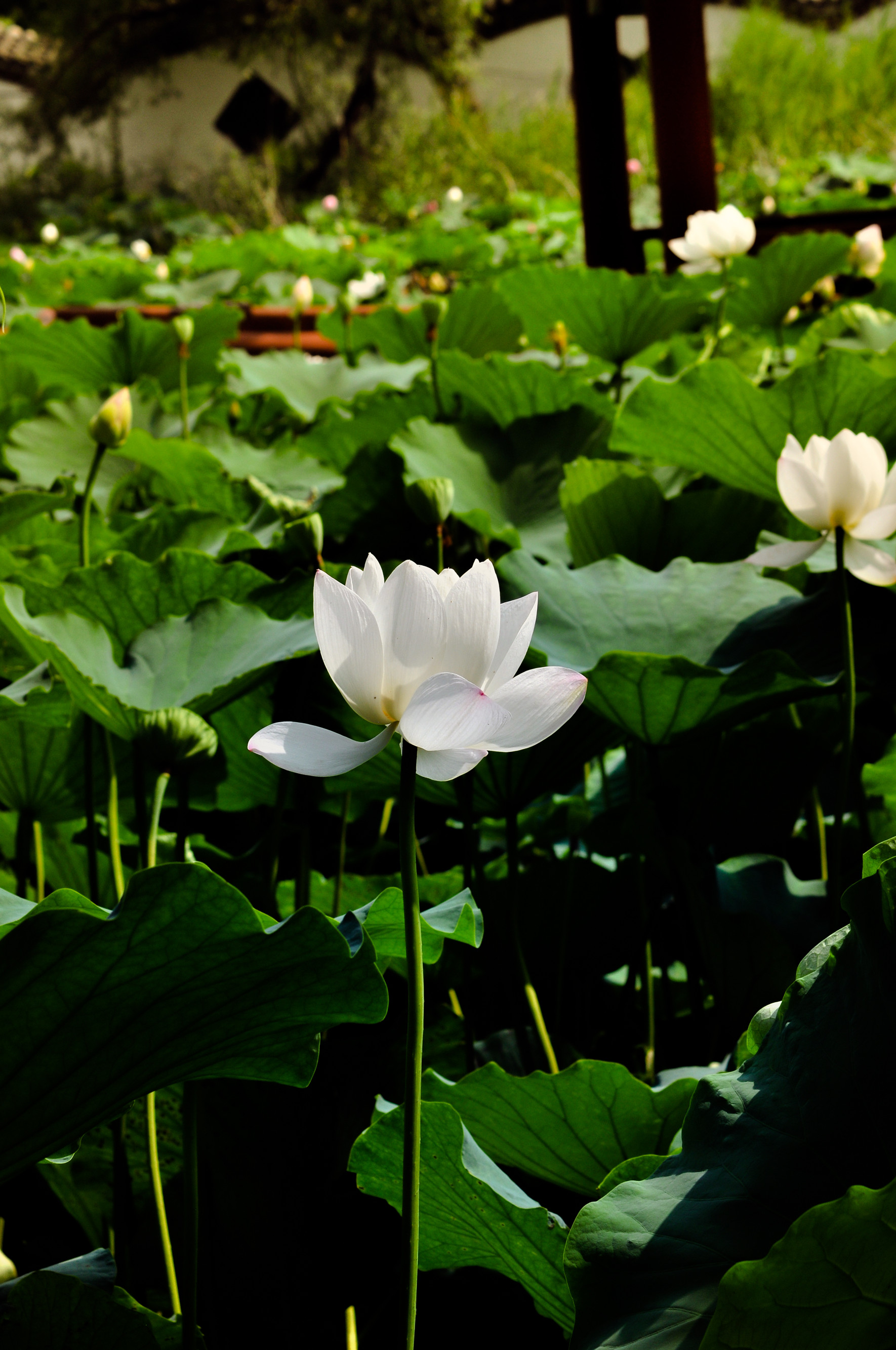 沉静 (3)_副本.jpg