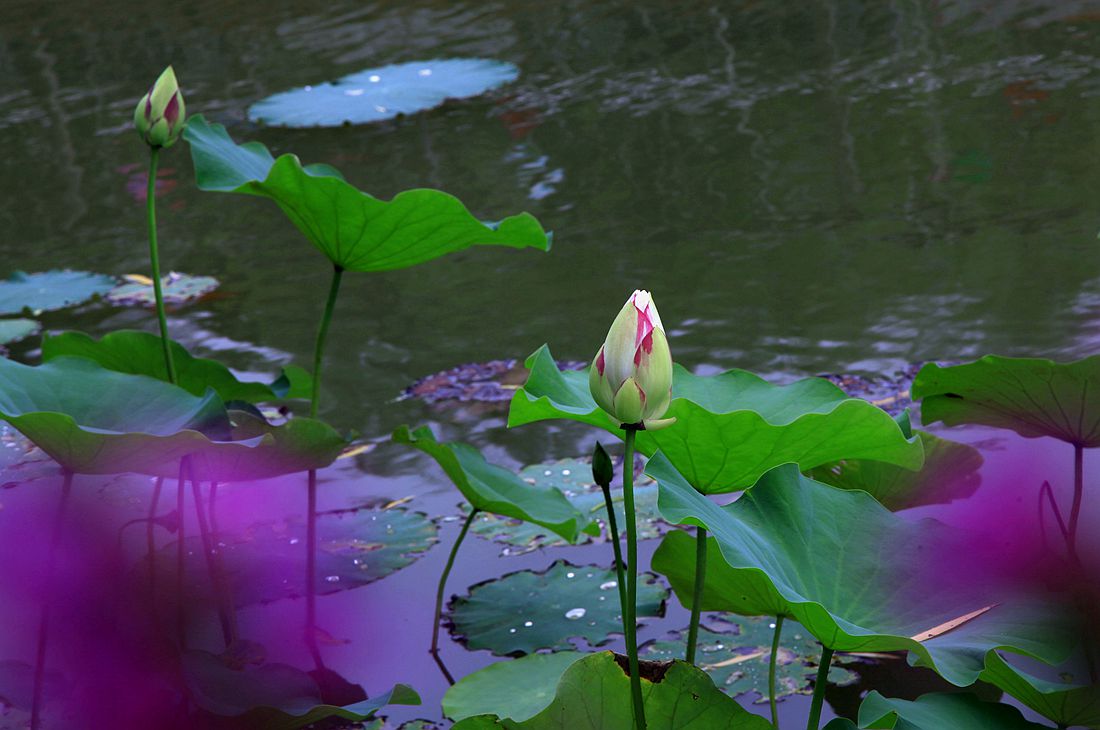 开发区荷花 293_副本.jpg