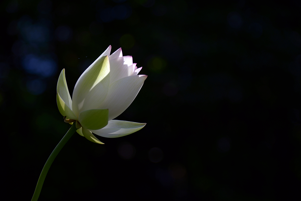 DSC_7397.JPG
