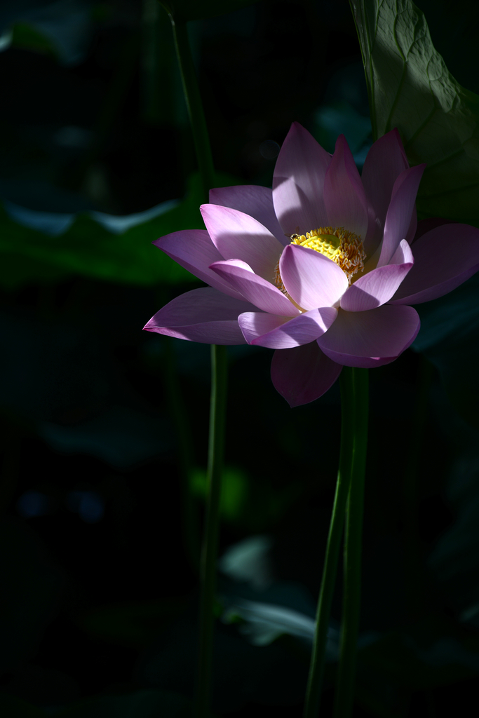 DSC_7234.JPG