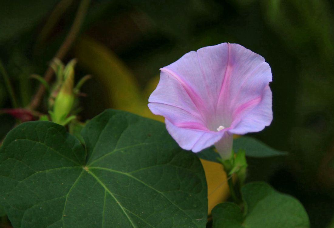 花 1501_副本.jpg