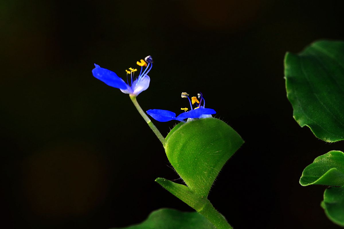 格桑1 353_副本.jpg