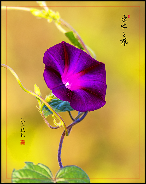 LIU_2477副本副本.jpg
