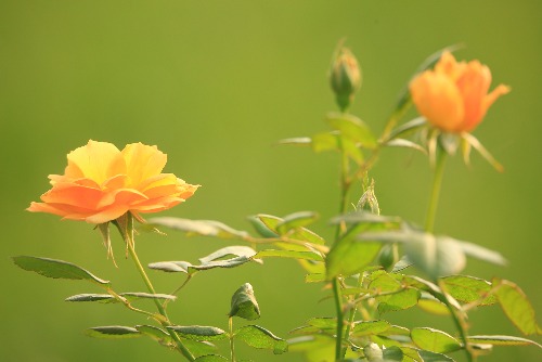 5G1A0284.JPG