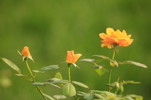 5G1A0290.JPG