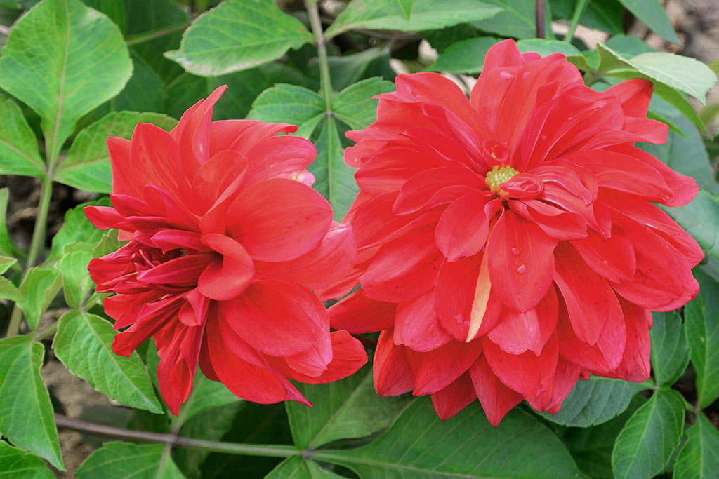 DSC_3472副本.jpg