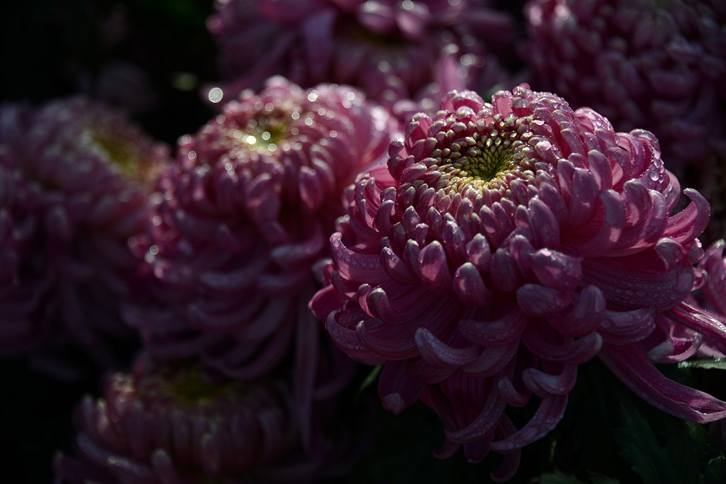 DSC_1609.JPG
