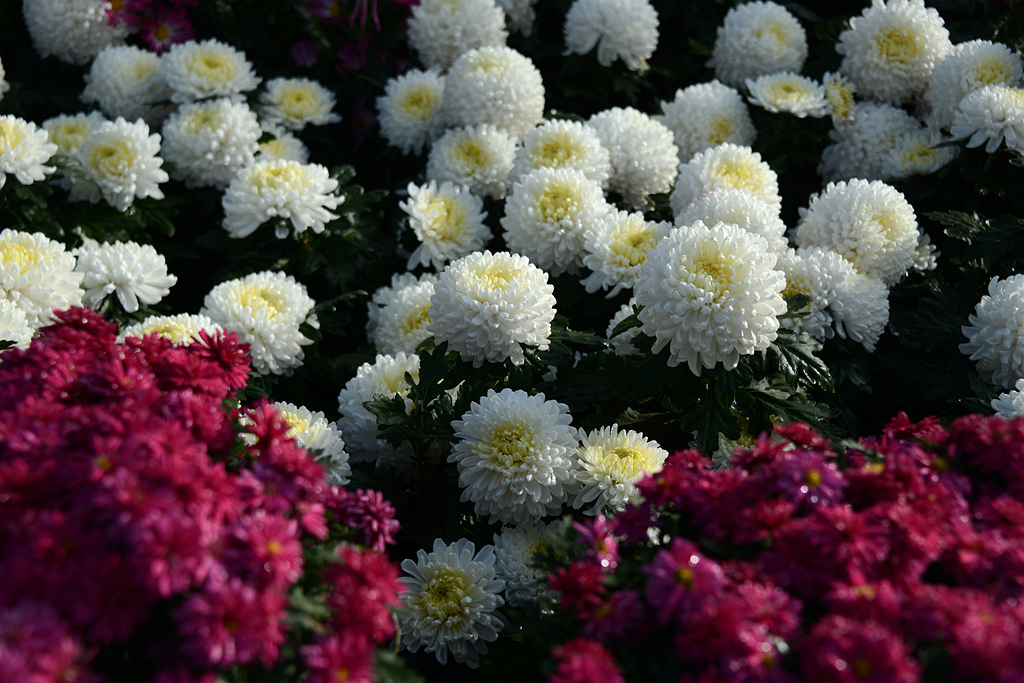 DSC_1610.JPG