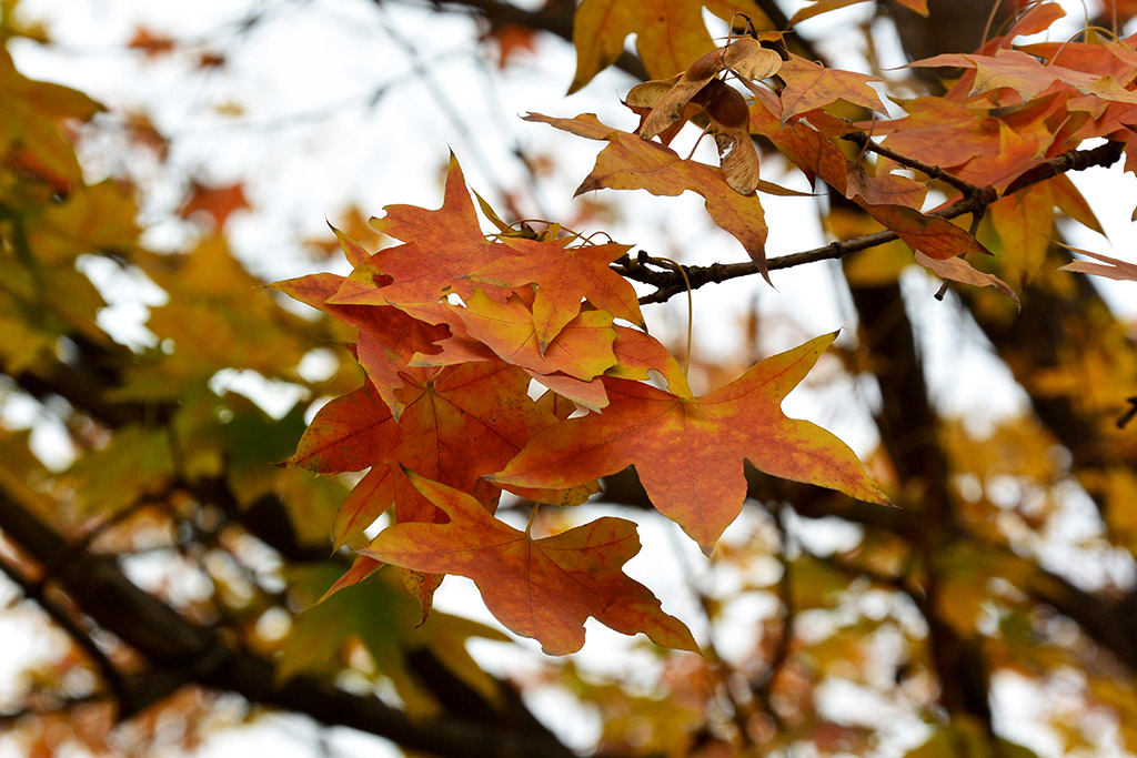 DSC_3517副本.jpg