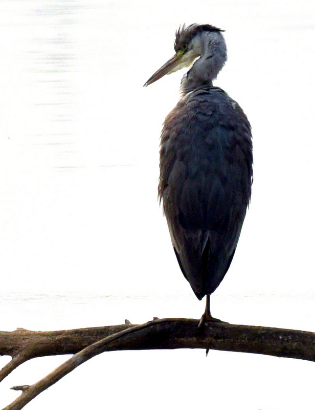 DSC_4919.jpg