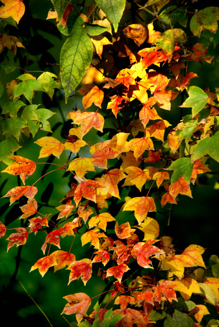 公园秋色 (2).jpg